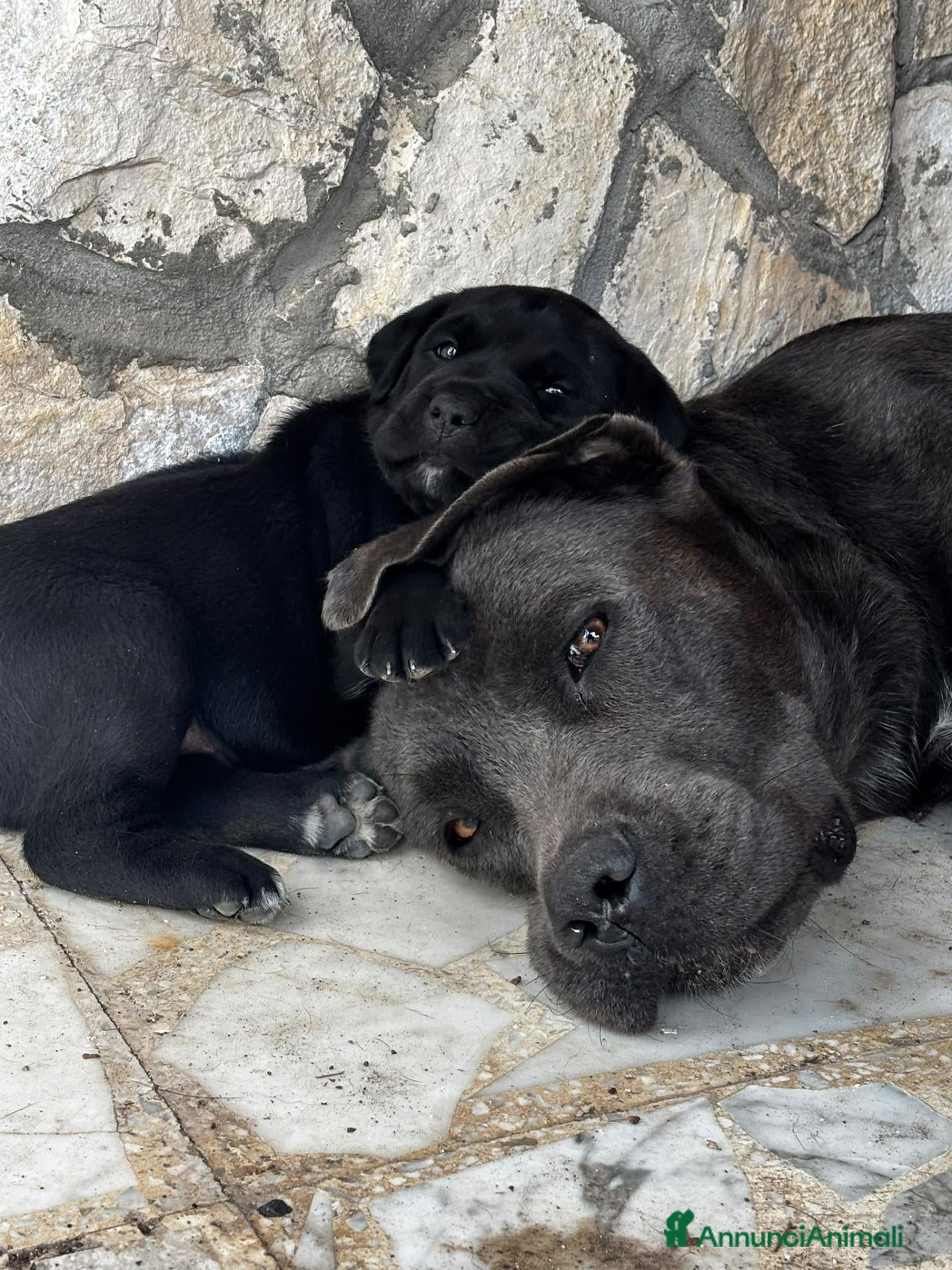 Cane Corso cani CANE CORSO - Annuncio 4