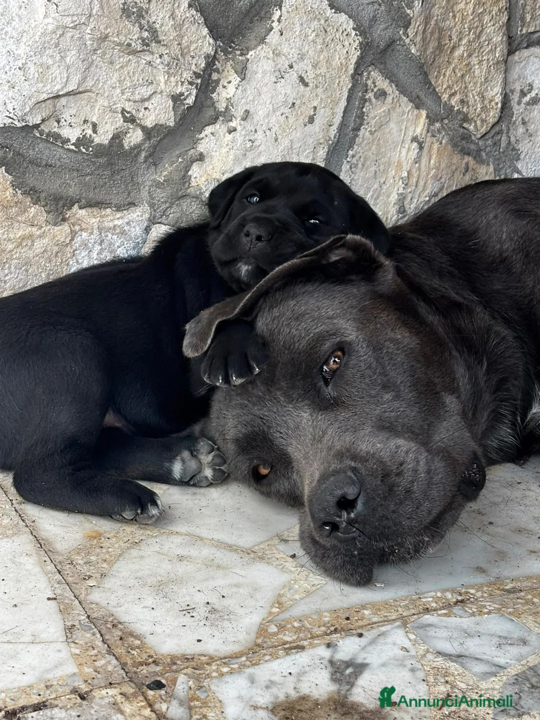 Cane Corso cani in vendita: CANE CORSO a Provincia di Barletta-Andria-Trani - Annuncio 1
