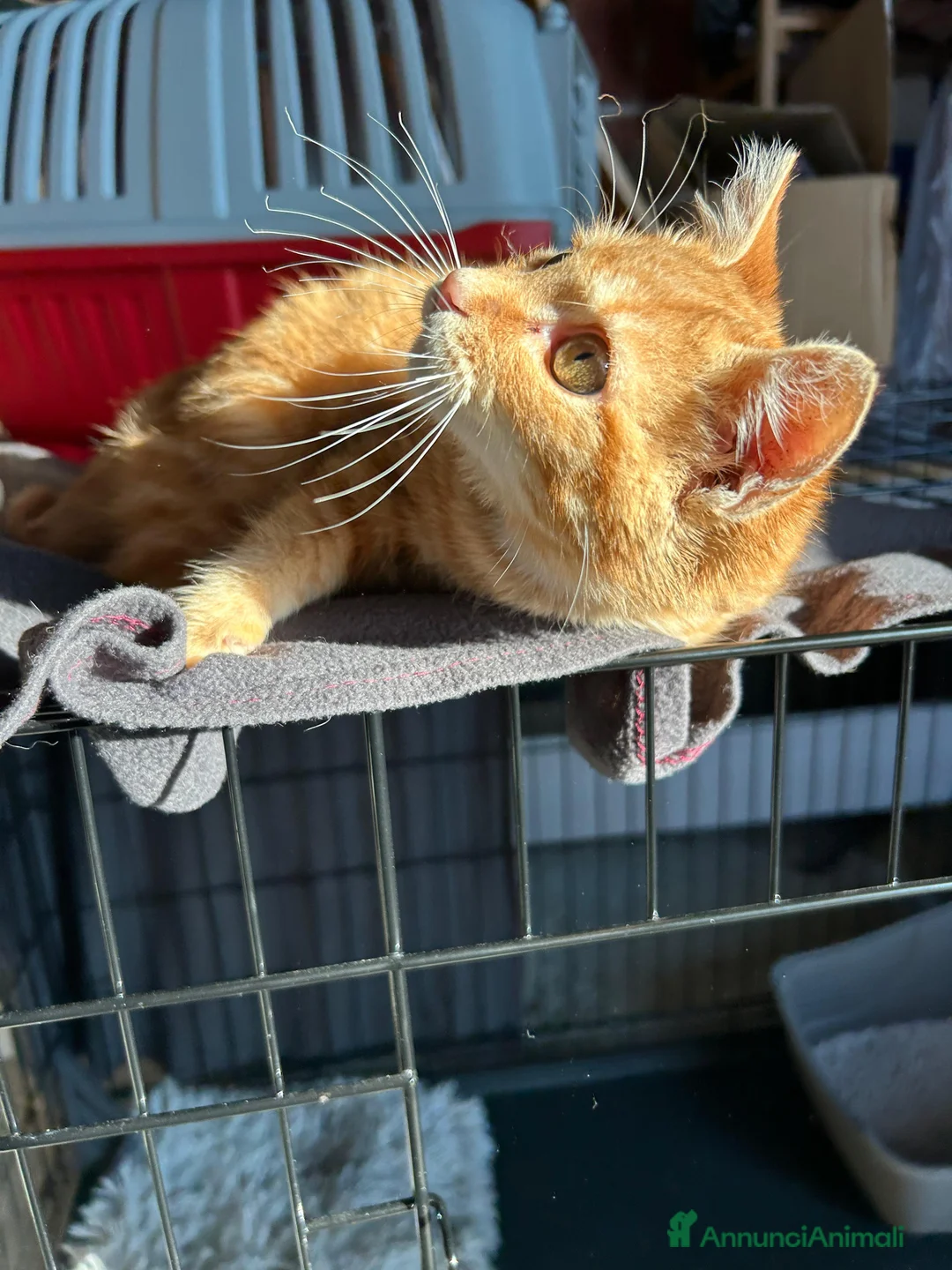 Europeo gatti in regalo: STRILLO CERCA CASA ❤️ - Annuncio 7