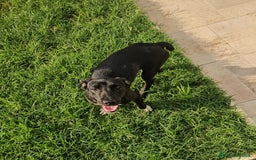 Meticcio cani in regalo: Beatrice: cucciolotta taglia contenuta socievole  a Città Metropolitana di Genova - Immagine 16