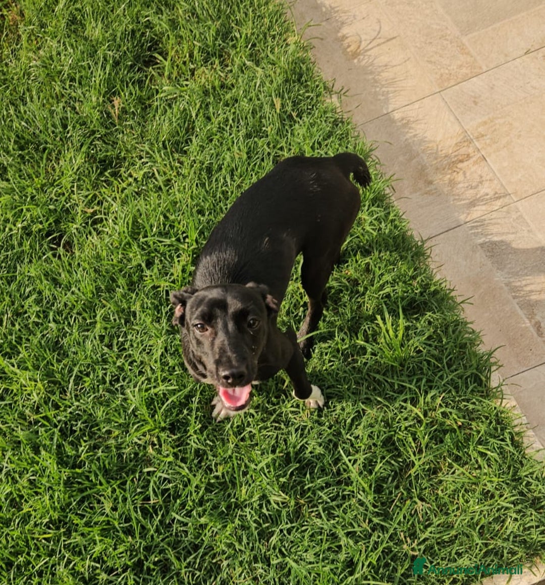 Meticcio cani in regalo: Beatrice: cucciolotta taglia contenuta socievole  a Città Metropolitana di Genova - Immagine 16