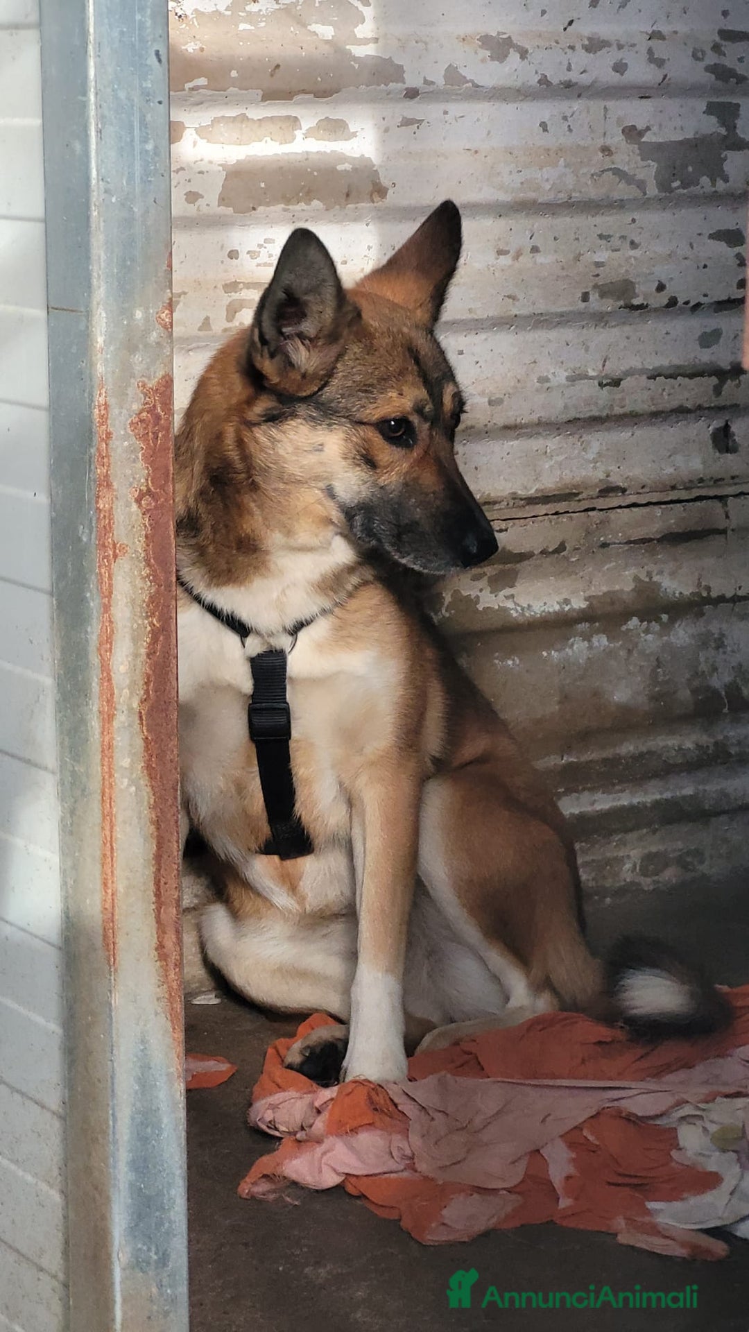 Meticcio cani in regalo: Splendida Lupetta ANAIS a Città metropolitana di Milano - Annuncio 7