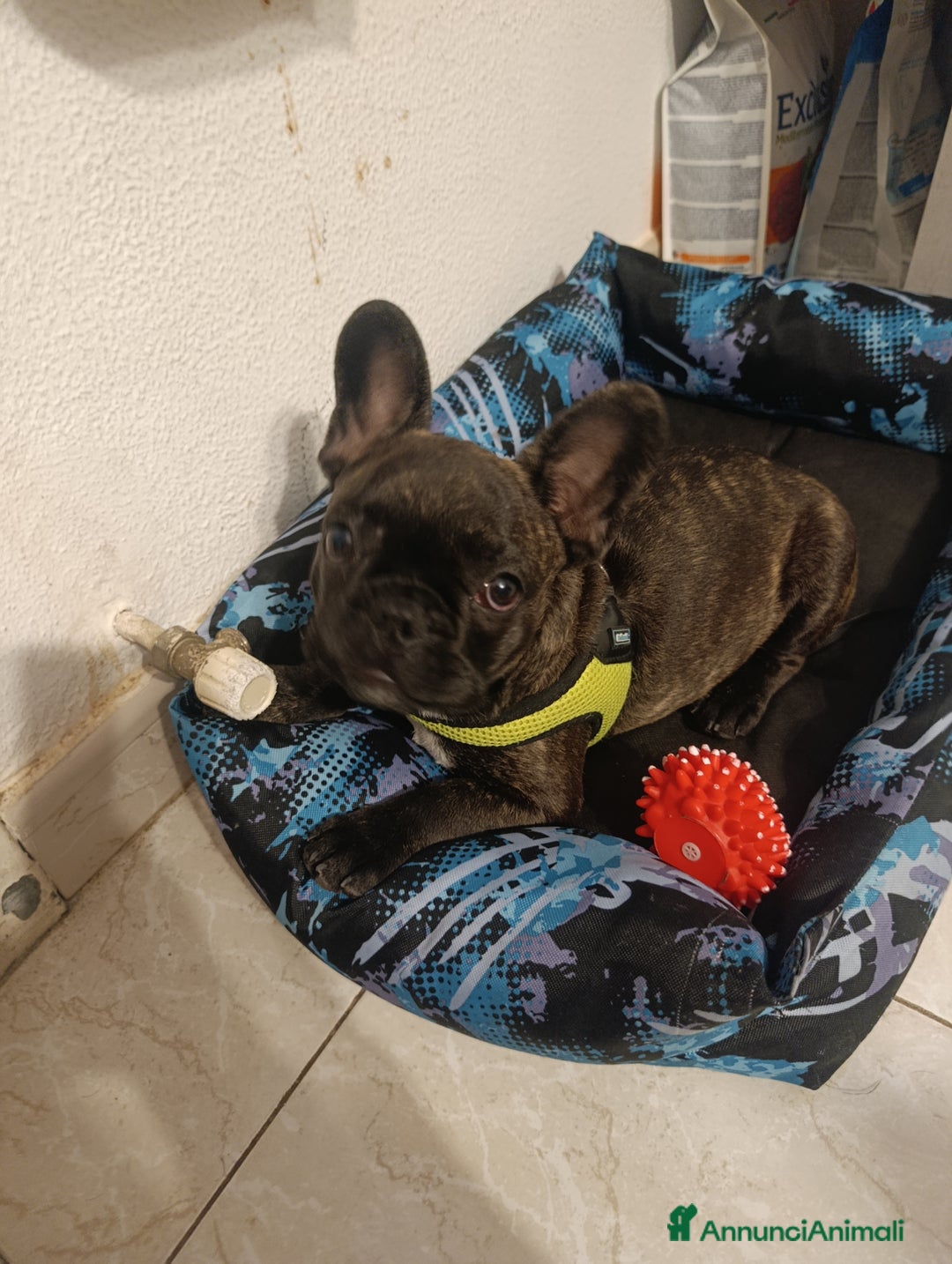 Bulldog Francese cani in vendita: Bulldog francese maschio  - Immagine 6