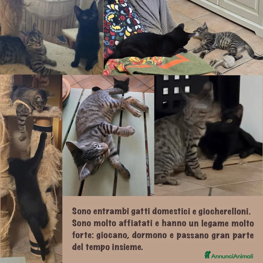 Meticcio gatti in regalo: Due gattini fratello e sorella cercano casa a Provincia di Brescia - Annuncio 2