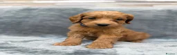 Golden Retriever cani in vendita: Goldendoodle miniature - Annuncio 10