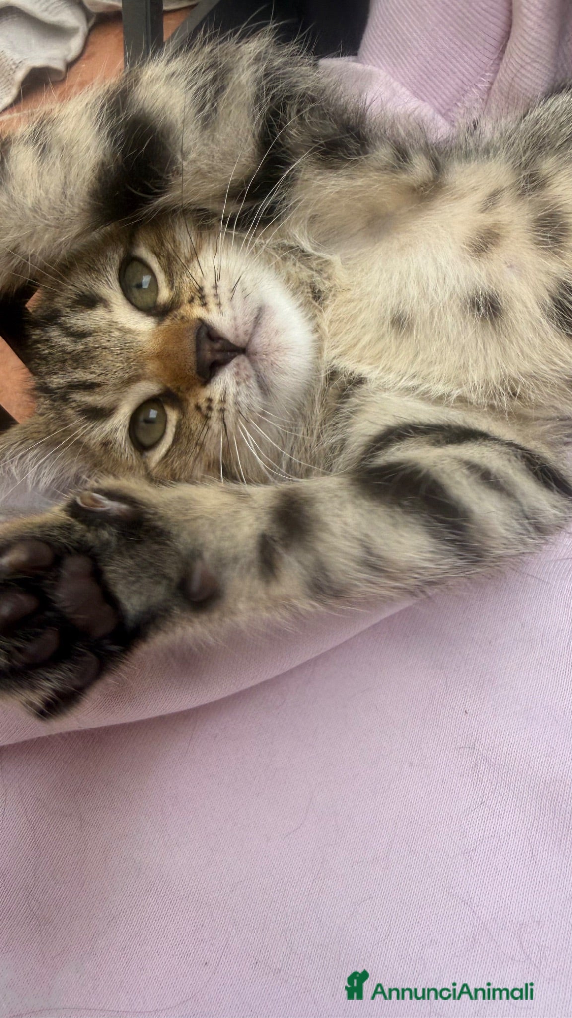Altre razze gatti Gattini  - Annuncio 9