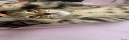 Altre razze gatti in regalo: Gattini  - Annuncio 1