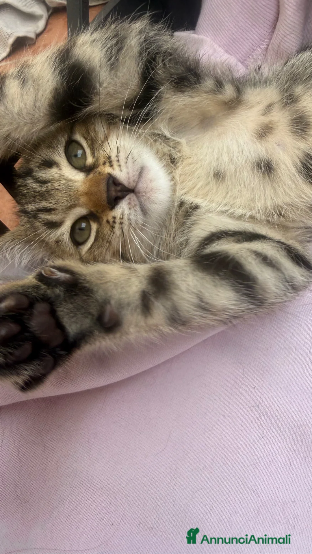 Altre razze gatti in regalo: Gattini  - Annuncio 1