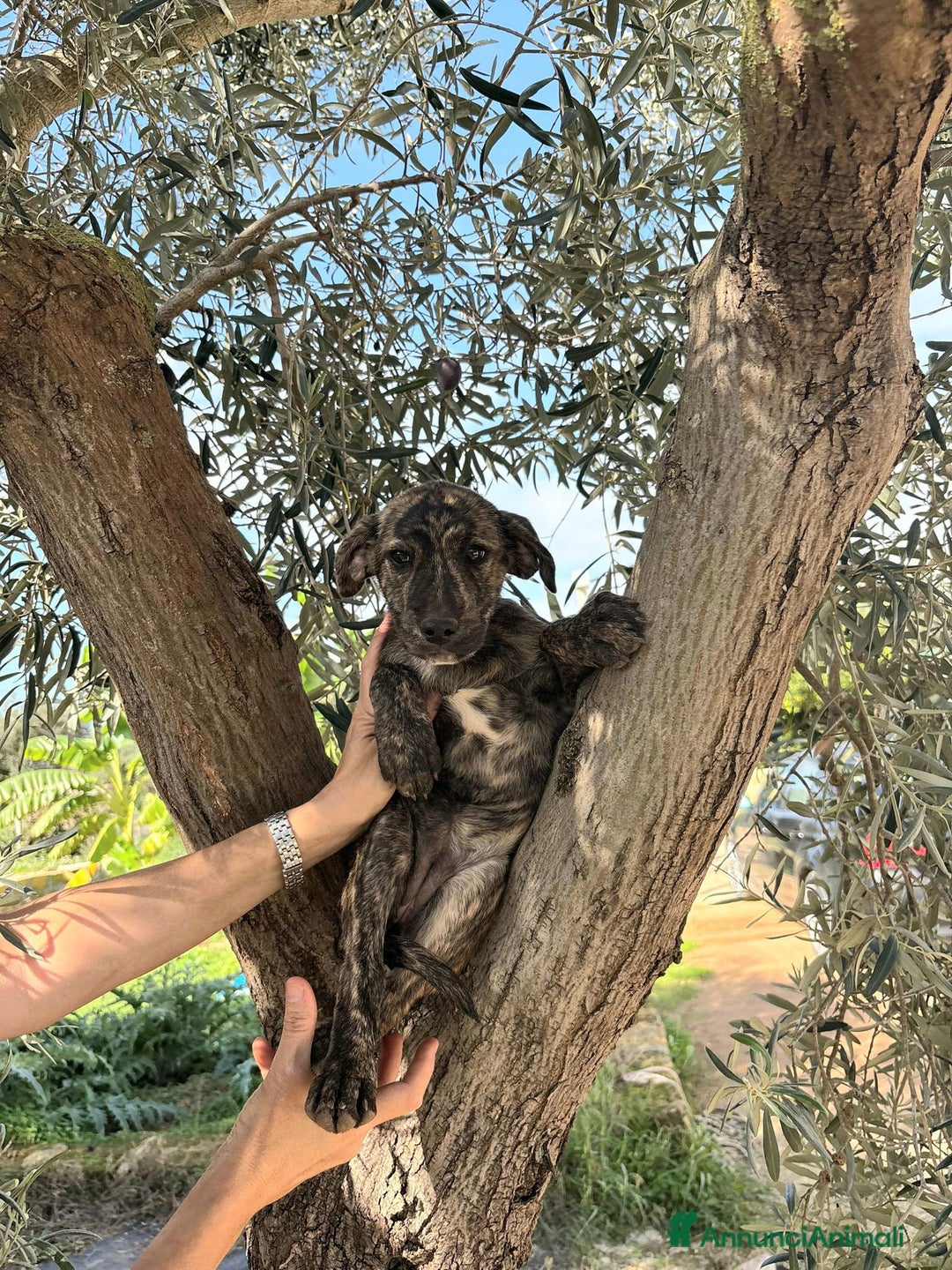 Altre razze cani in regalo: stella  - Annuncio 2