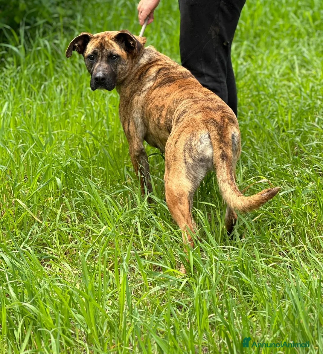 Boxer cani in regalo: Rura strepitosa Cane mix boxer Femmina a Provincia di Latina - Annuncio 4