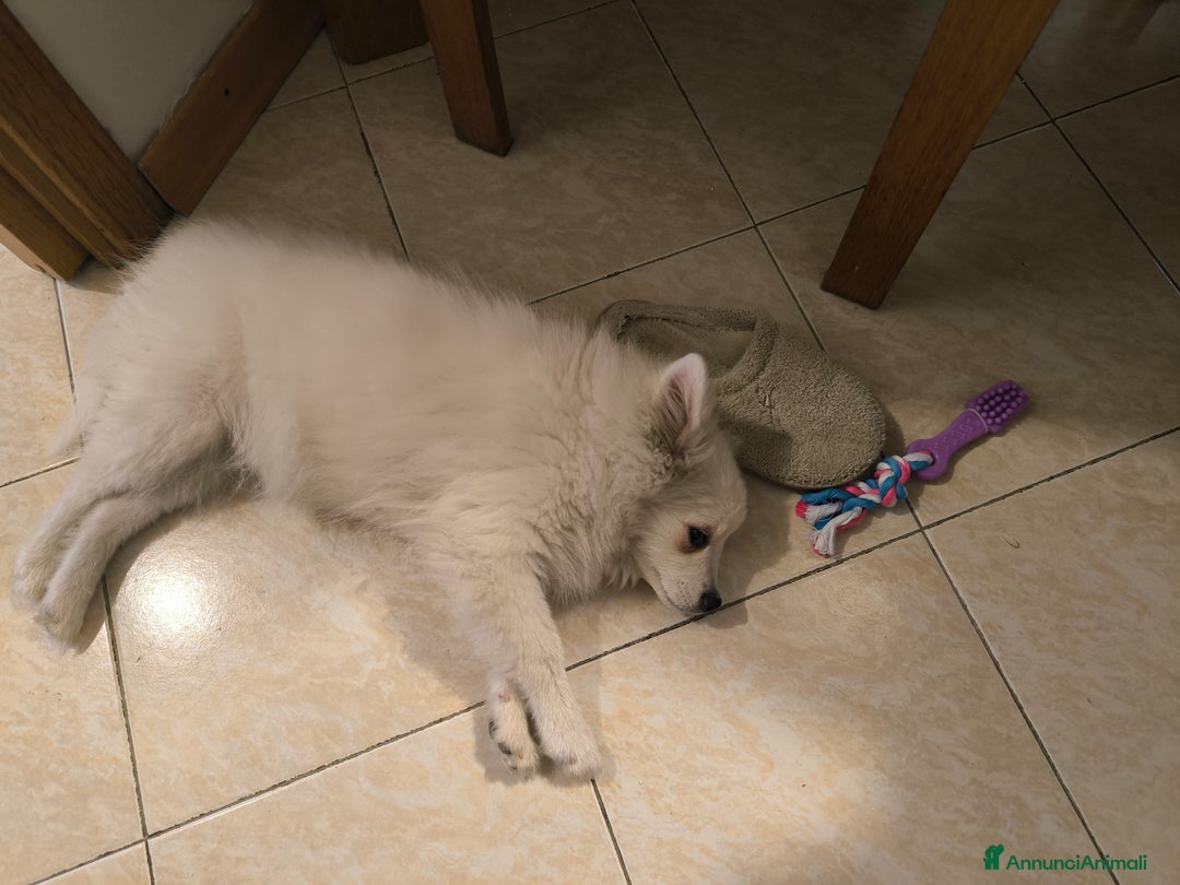 Volpino Italiano cani in regalo: Volpino italiano  - Annuncio 3