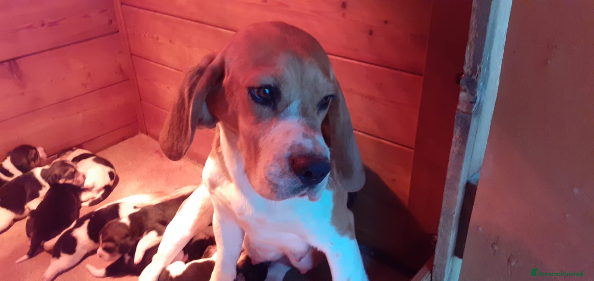 Beagle cani CUCCIOLATA BEAGLE TRICOLORE - Annuncio 1