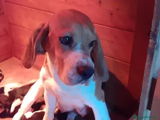 Beagle cani CUCCIOLATA BEAGLE TRICOLORE - Annuncio 9