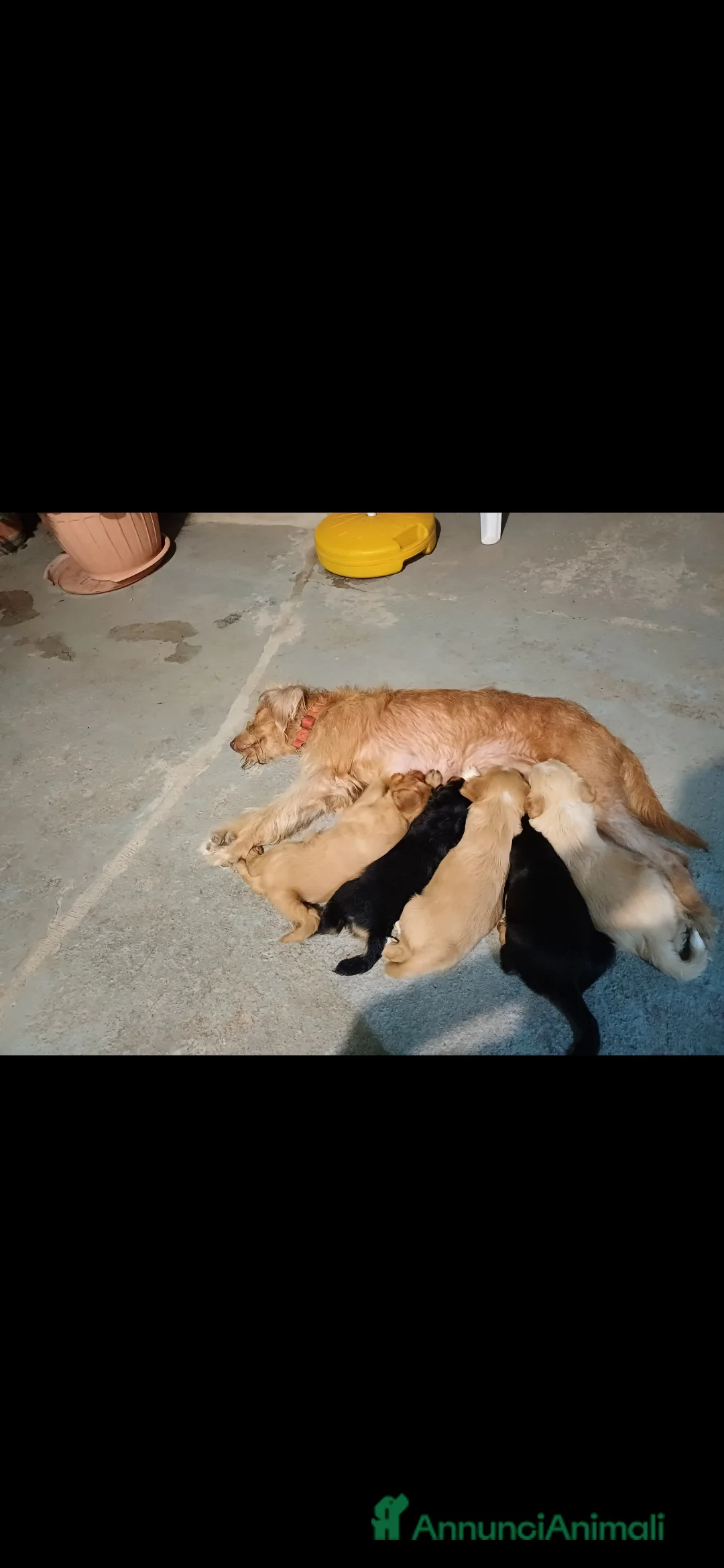 Meticcio cani in regalo: Regalo 3 cucciole femmine - Annuncio 2