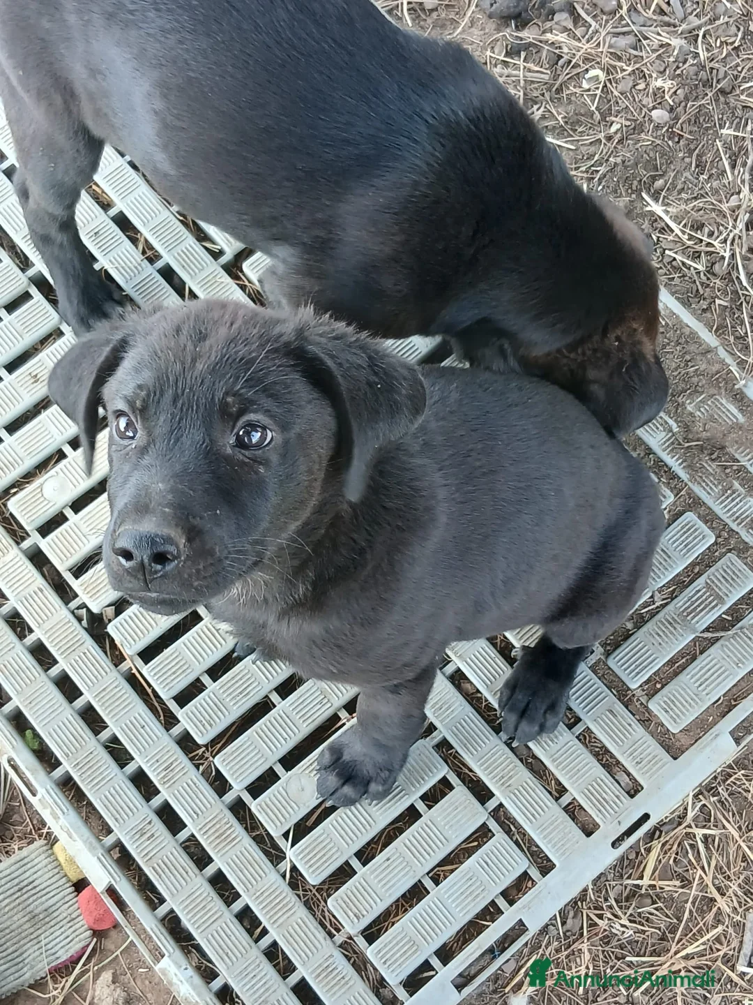 Meticcio cani in regalo: TIMMY 💙 pronto a crescere insieme a te 🙏🏻 a Provincia di Monza e della Brianza - Annuncio 2