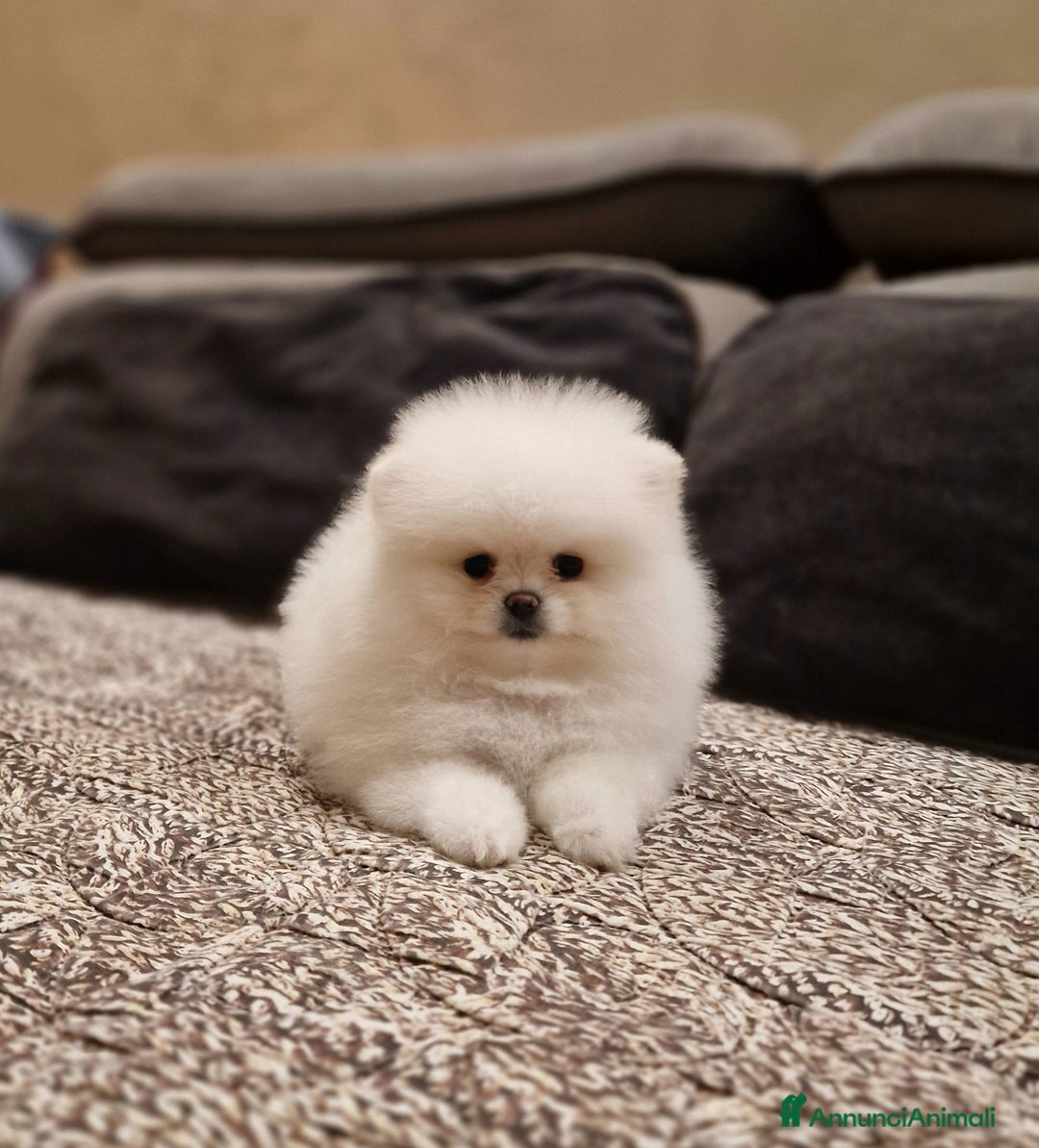 Spitz cani in vendita: Spitz di Pomerania / Volpino tedesco nano - Annuncio 7