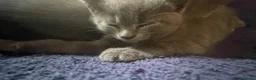 Certosino gatti in vendita: Certosino cuccioli - Annuncio 3