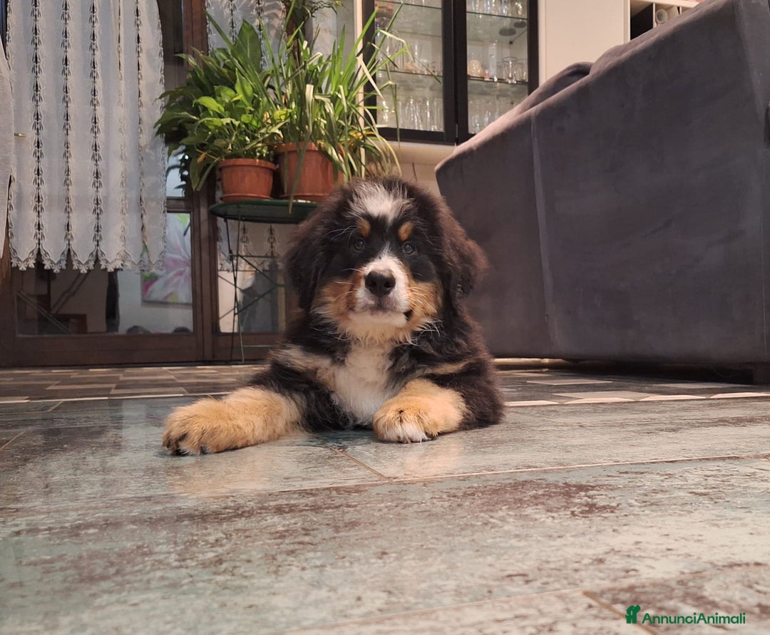Bovaro del Bernese cani in vendita: Bovaro Del Bernese cuccioli disponibili - Annuncio 3