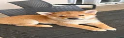 Shiba Inu cani in vendita: Meravigliosi cuccioli di Shiba Inu - Annuncio 3
