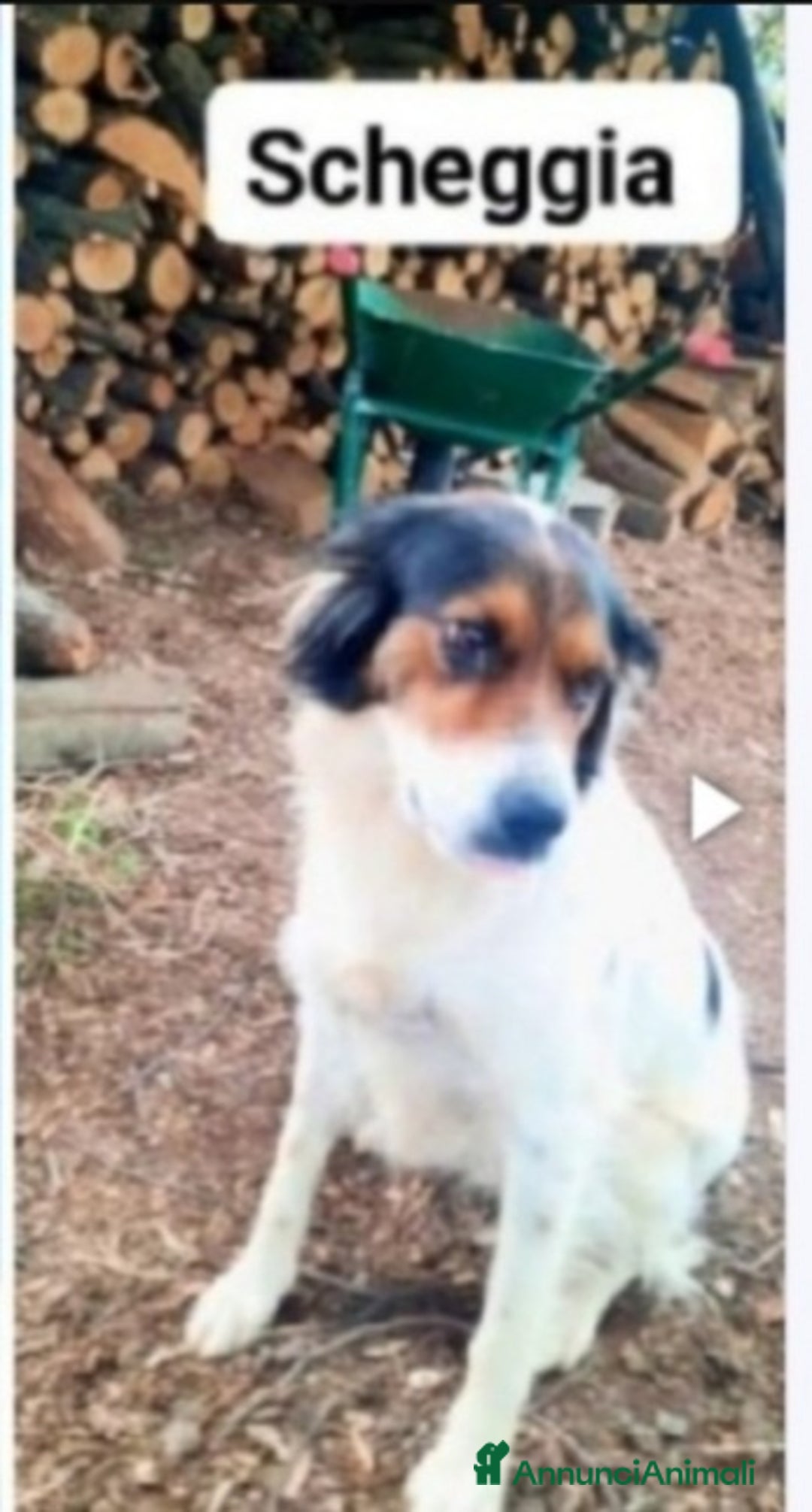 Meticcio cani in regalo: Femmina 2anni tg media rimasta sola.COSENZA a Città metropolitana di Milano - Annuncio 1