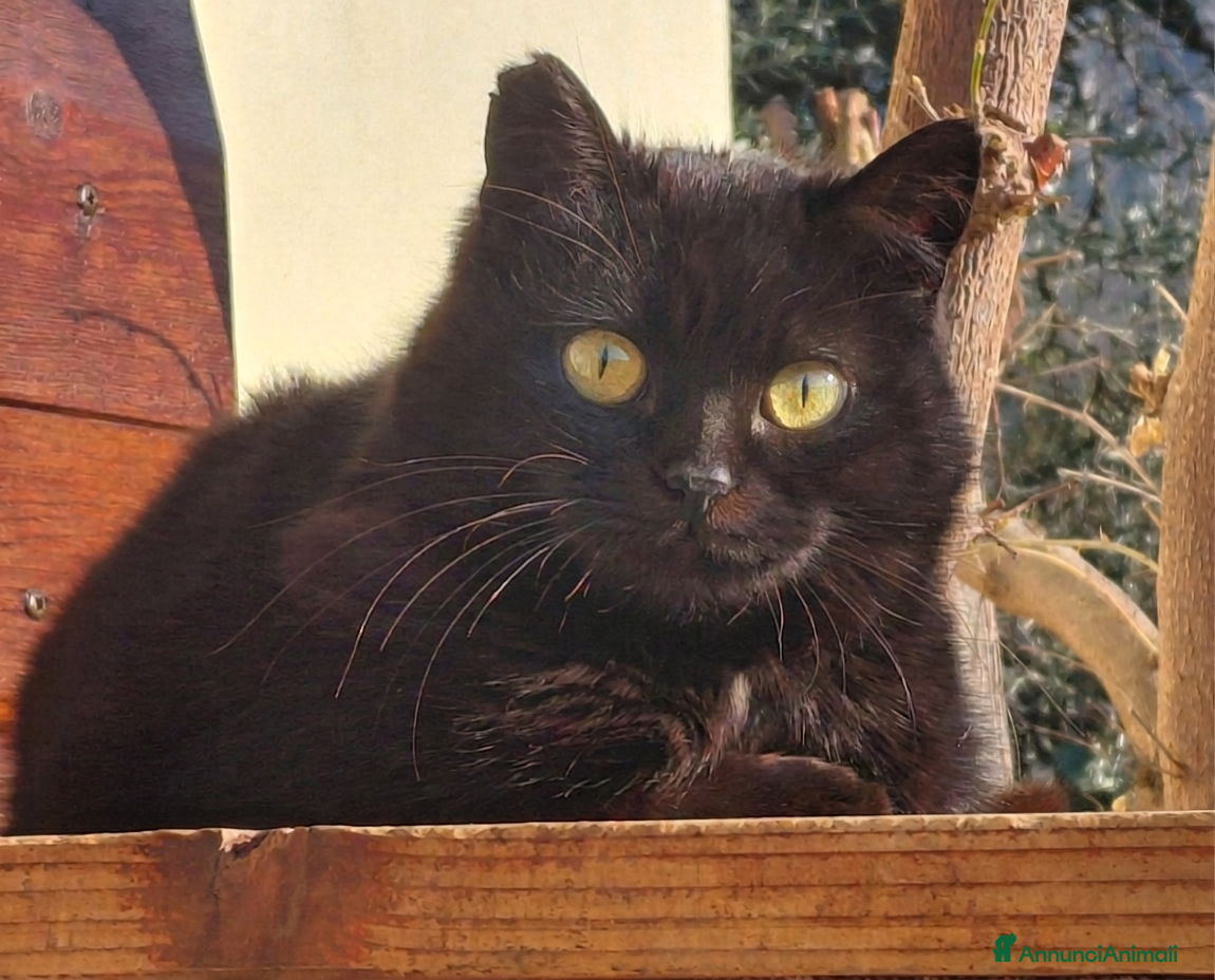 Meticcio gatti gatto femmina adulta  - Annuncio 15