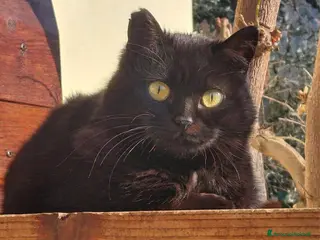 Meticcio gatti gatto femmina adulta - Annuncio 15