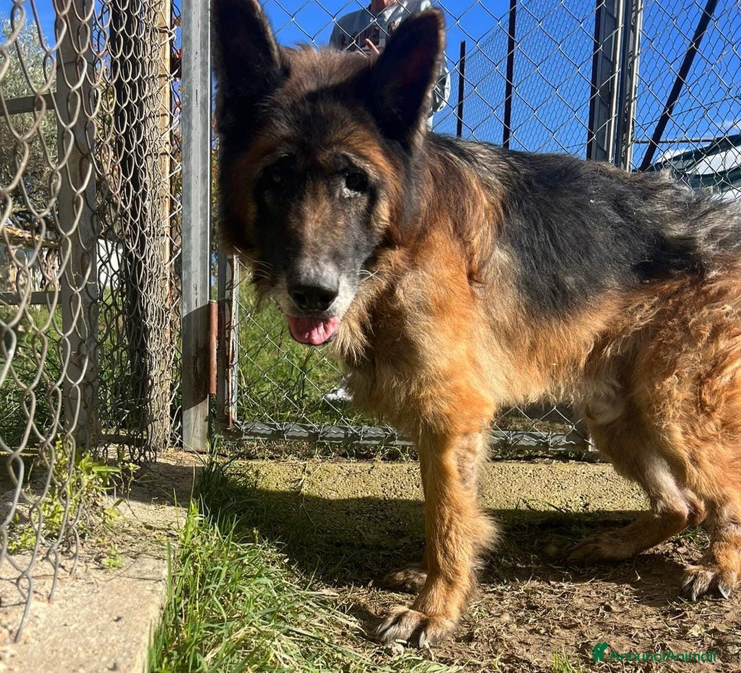 Meticcio cani in regalo: HAEGAR abbandonato perchè vecchio - Annuncio 6
