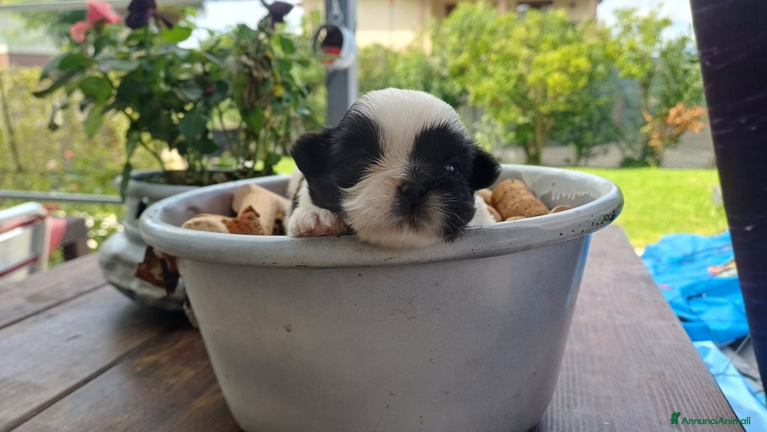 Shih Tzu cani in vendita: Cucciola shihtzu con pedegree - Immagine 3