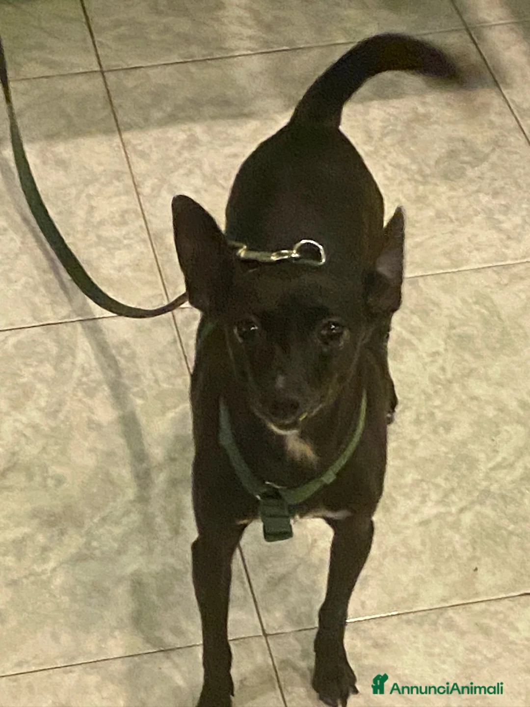 Pinscher Miniatura cani in regalo: Kikko pinscher affettuoso - Annuncio 8