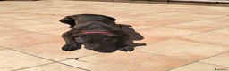 Cane Corso cani in regalo: Regalo cane corso  a Provincia di Taranto - Annuncio 4