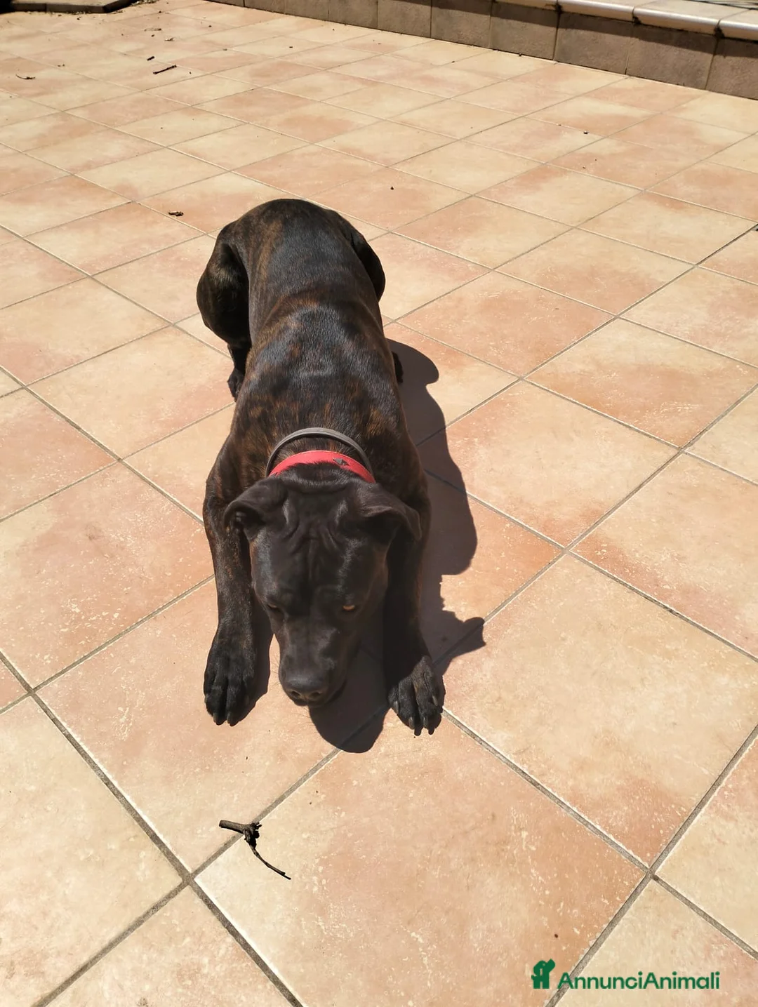 Cane Corso cani in regalo: Regalo cane corso  a Provincia di Taranto - Annuncio 4