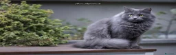 Siberiano gatti in vendita: Cuccioli siberiani con pedigree  - Annuncio 2