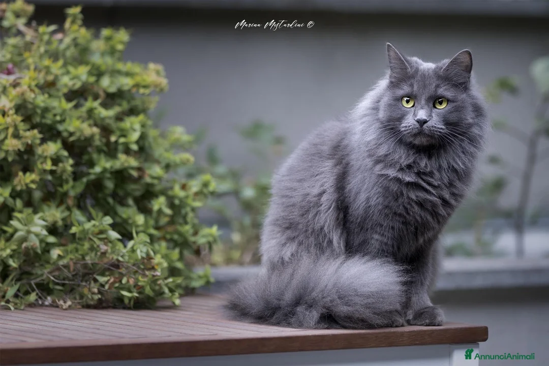 Siberiano gatti in vendita: Cuccioli siberiani con pedigree  - Annuncio 2