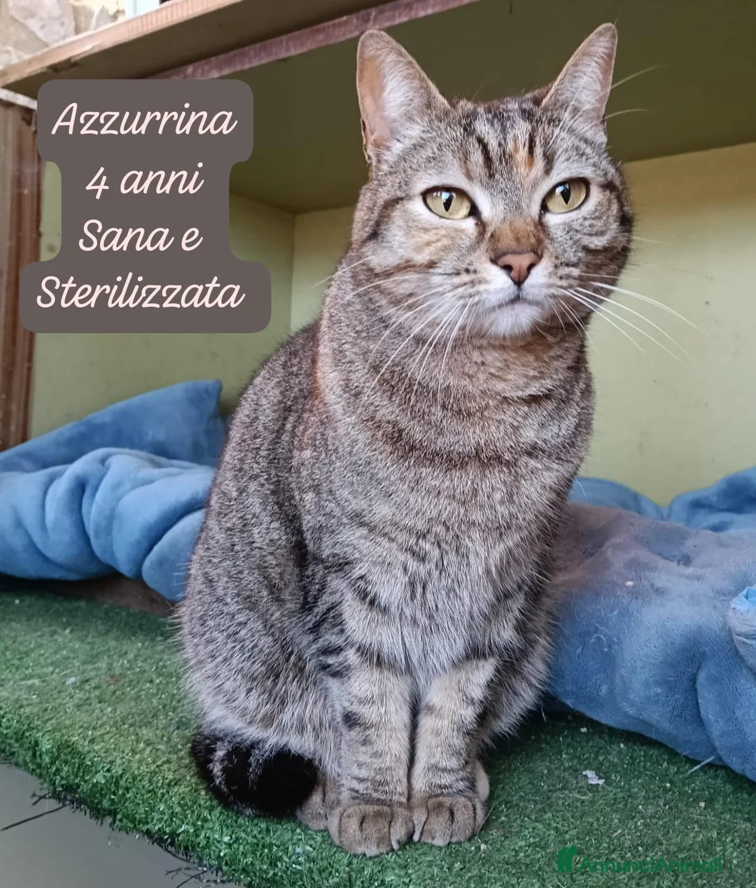 Altre razze gatti in regalo: Famiglie cercasi urgentemente x questi gattini  a Provincia di Monza e della Brianza - Annuncio 1