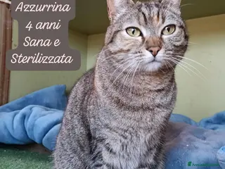 Altre razze gatti Famiglie cercasi urgentemente x questi gattini - Annuncio 1