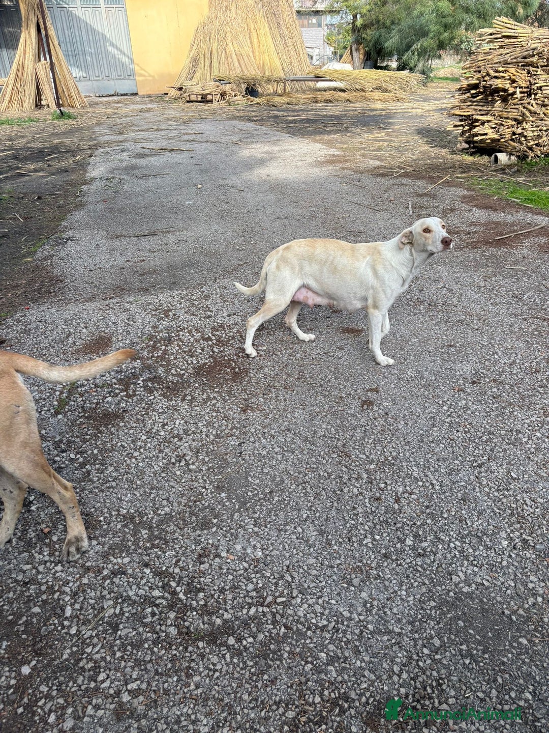 Labrador cani in regalo: Falkon cerca casa!!  - Annuncio 4