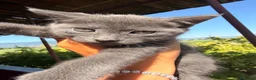 Blu di Russia gatti in vendita: Blu di Russia  - Annuncio 7