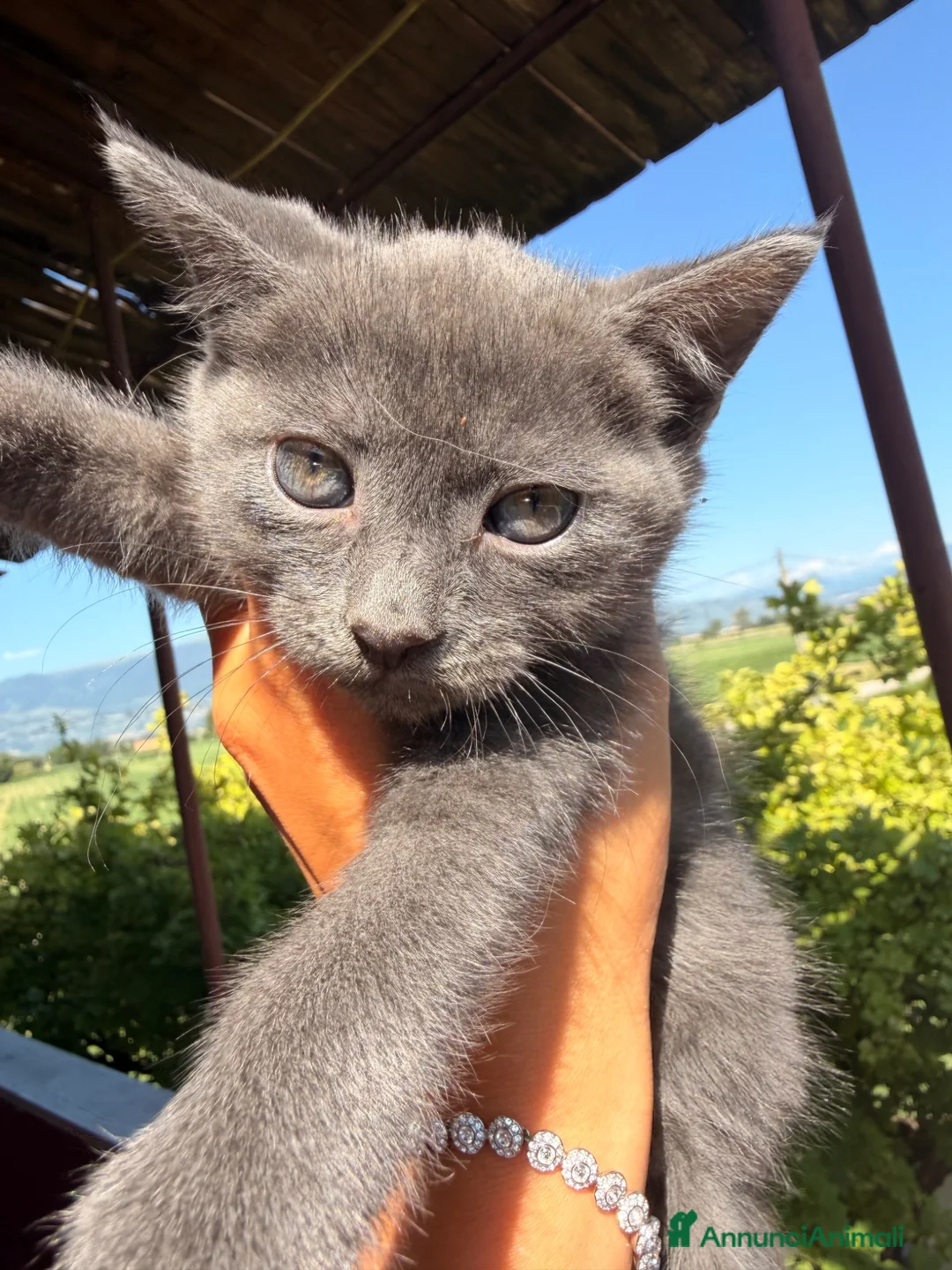 Blu di Russia gatti in vendita: Blu di Russia  - Annuncio 7