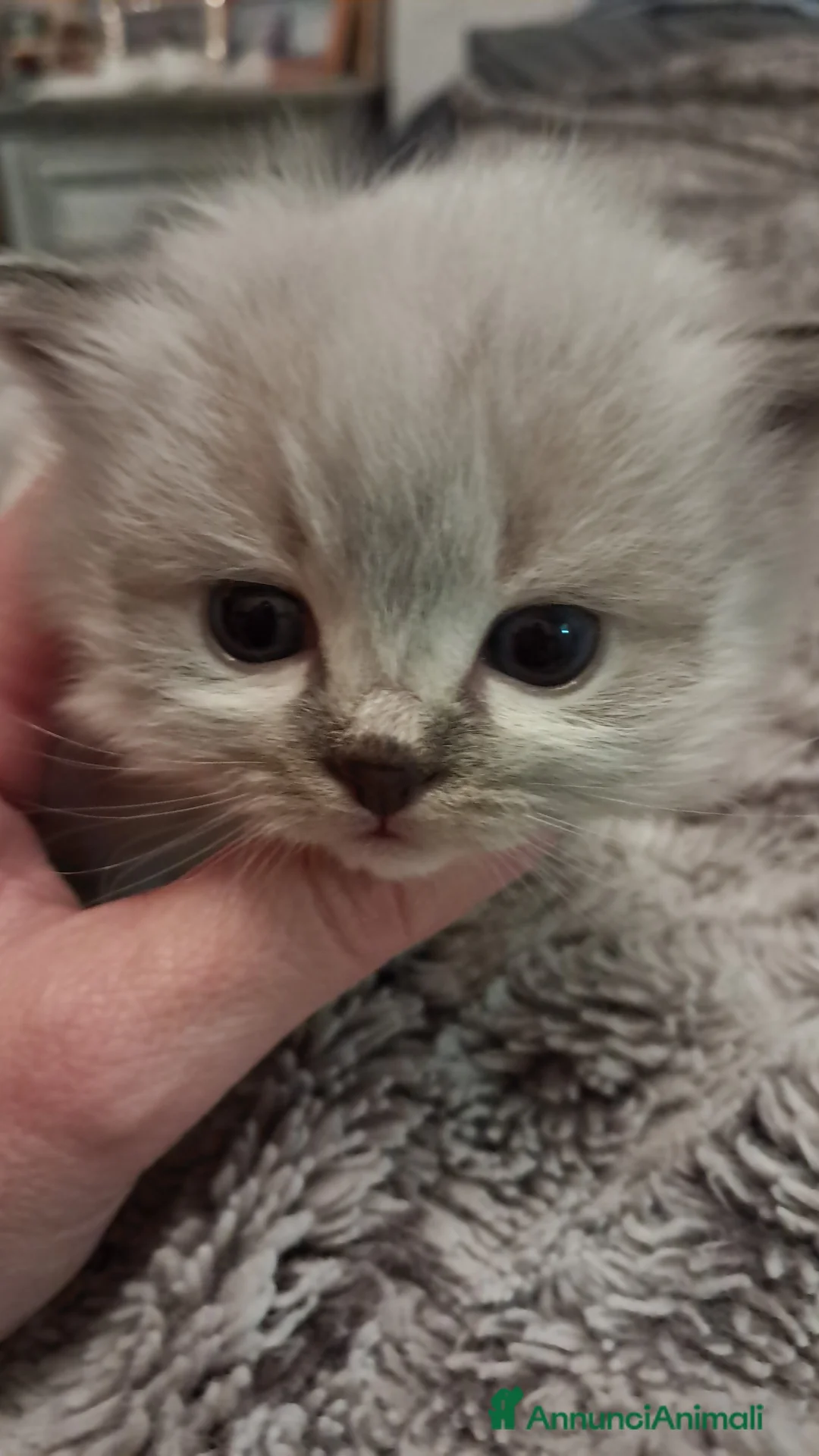 Siberiano gatti in vendita: Cucciola Siberiana neva  - Annuncio 5