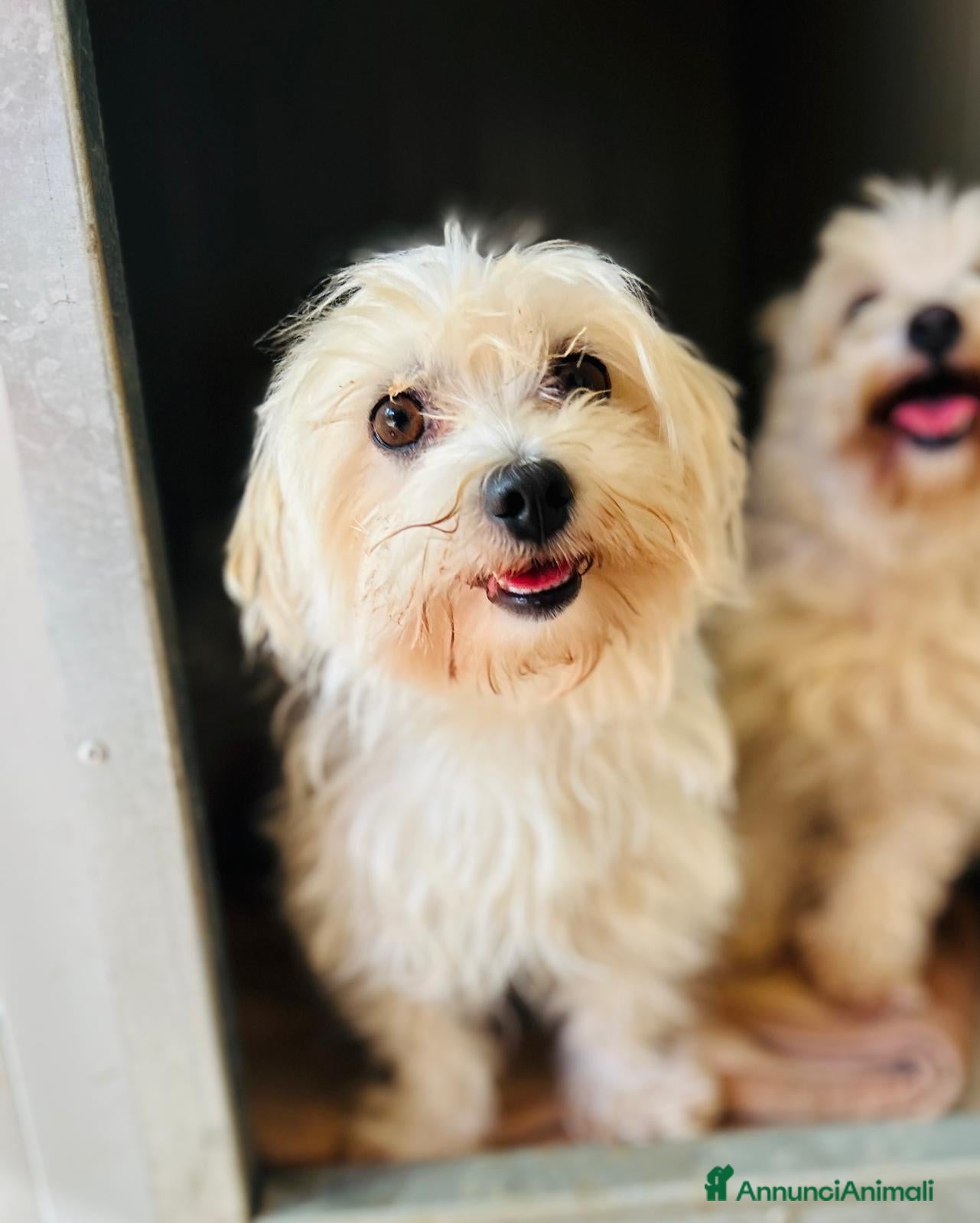 Maltese cani MALTESE MASCHIO - Annuncio 3