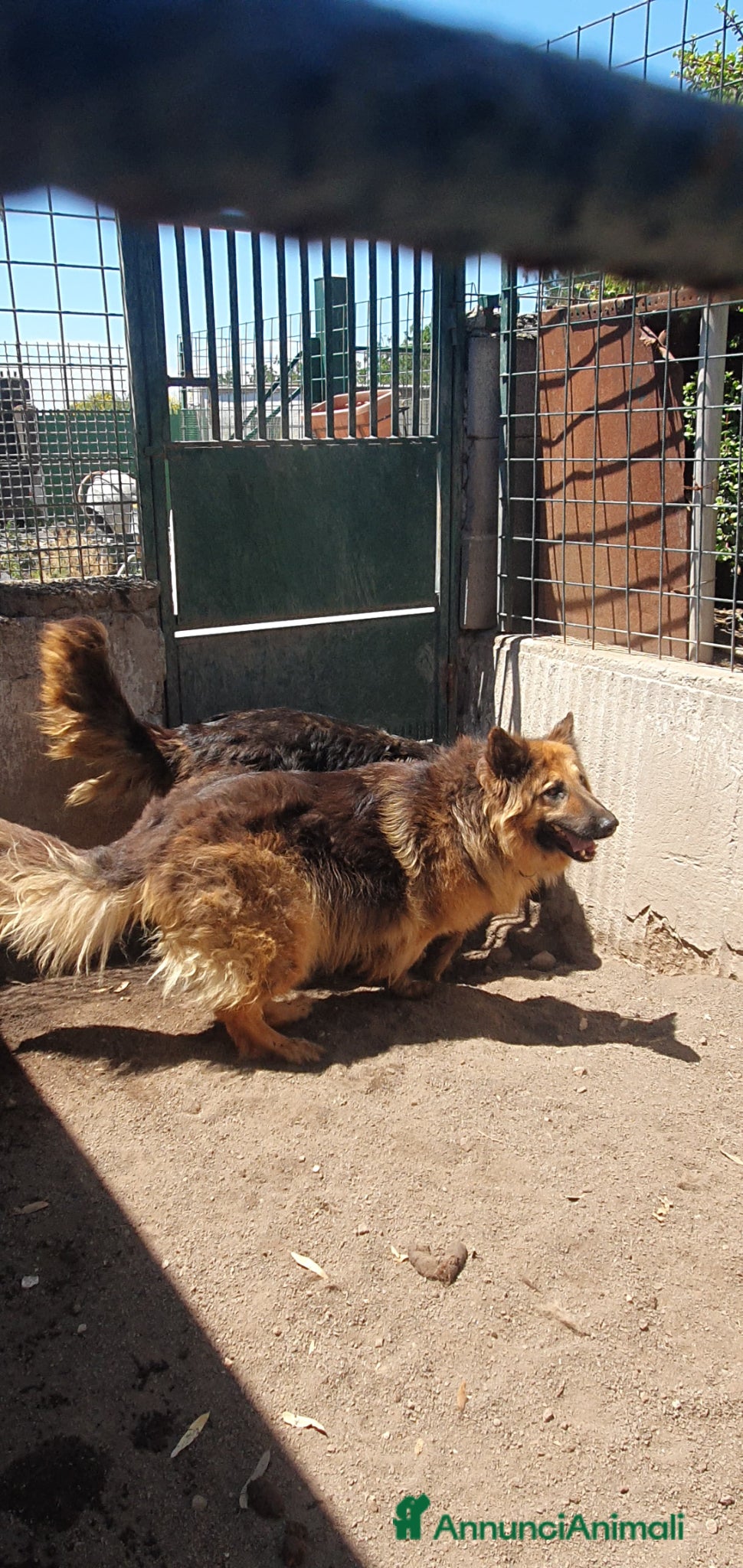 Pastore Tedesco cani Melo e Melina pastori tedeschi alsaziani - Annuncio 7