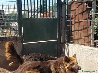 Pastore Tedesco cani Melo e Melina pastori tedeschi alsaziani - Annuncio 7
