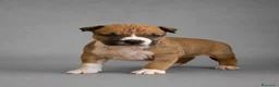 American Staffordshire cani in vendita: Cuccioli American Staffordshire Terrier  - Annuncio 6