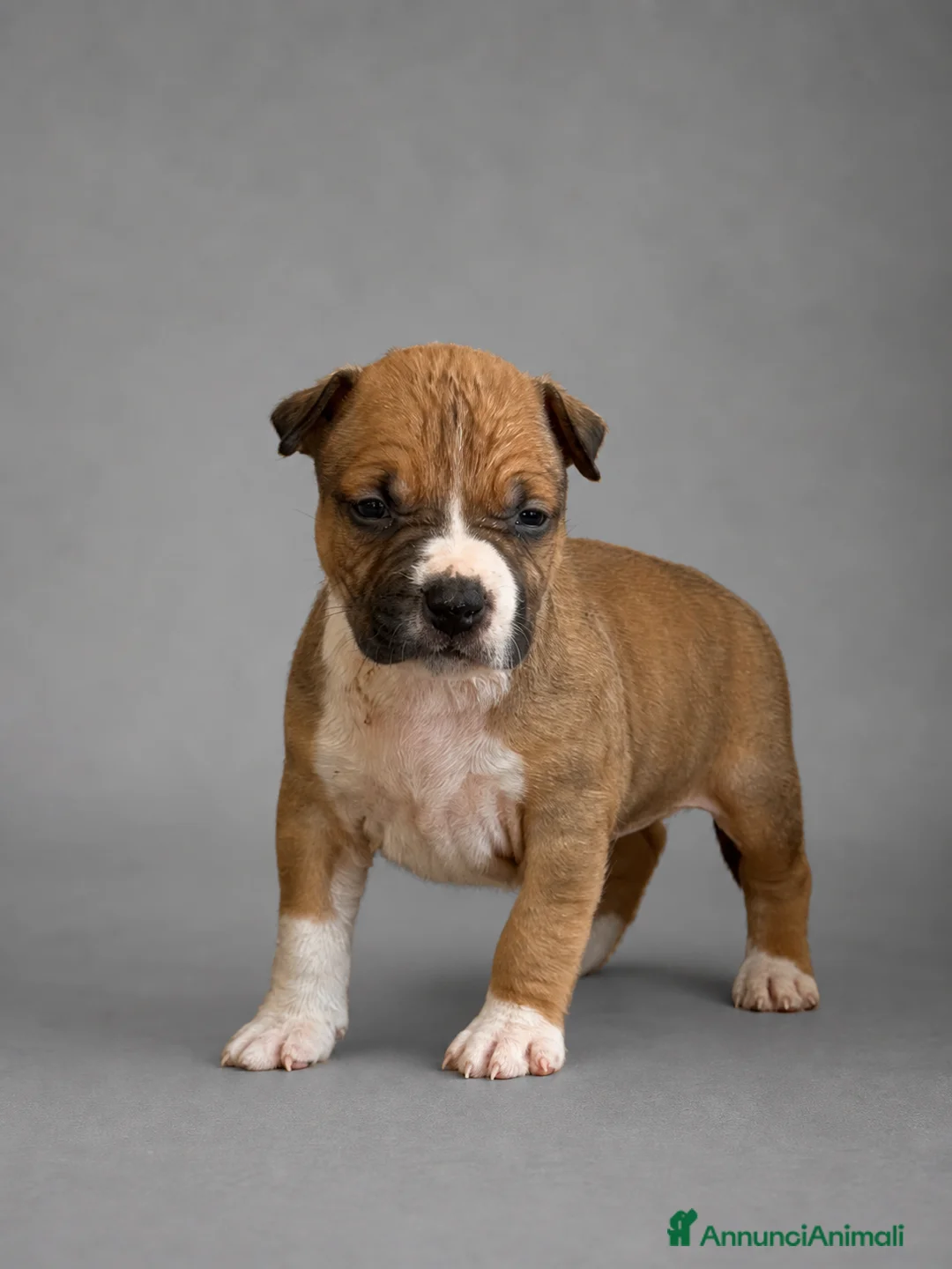 American Staffordshire cani in vendita: Cuccioli American Staffordshire Terrier  - Annuncio 6