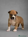 American Staffordshire Cucciolo 1