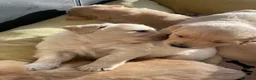 Golden Retriever cani in vendita: Cuccioli di Golsen Retriver  - Annuncio 5