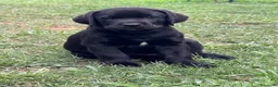 Labrador cani in vendita: Splendidi maschietti di Labrador neri  - Annuncio 4