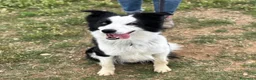 Border Collie cani in regalo: YAGO border collie 4 anni cerca casa. in adozione - Annuncio 3