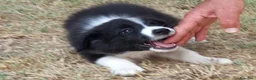 Border Collie cani in vendita: 3 cucciole Border Collie - Annuncio 9