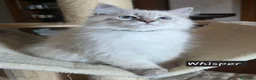 Siberiano gatti in vendita: Cuccioli di siberiano neva masquerade  - Annuncio 1